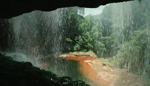 逃离棕榈树森林